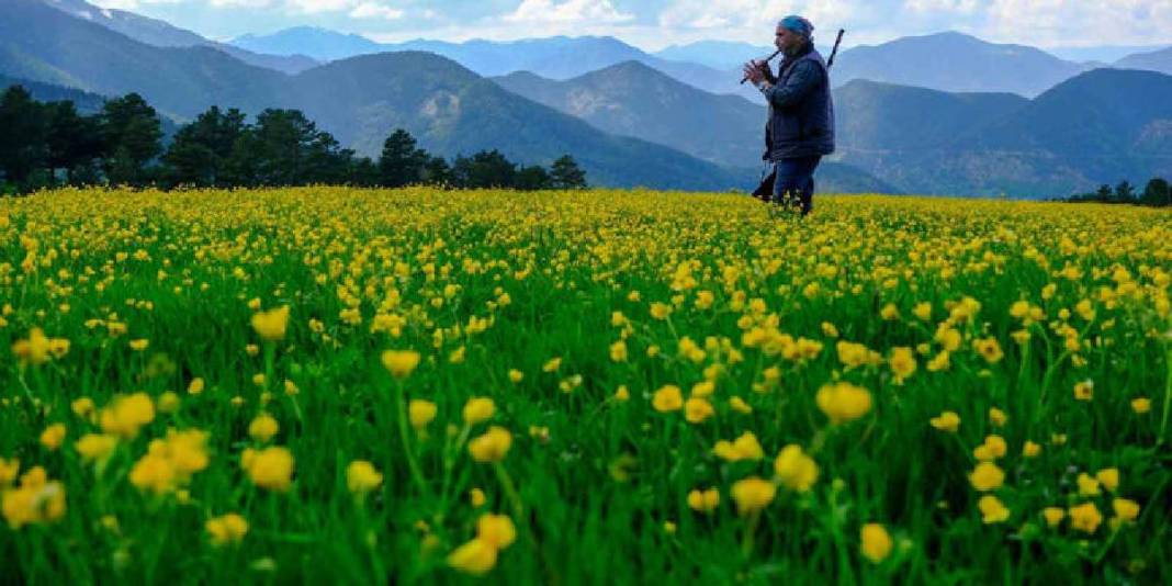 Sarı çiçeklere bürünen çayırları, buz gibi akan çeşmeleri... Gümüşhane’nin 950 rakımda masal diyarı 4